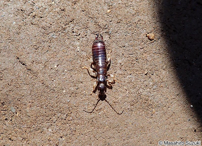 ヒゲジロハサミムシ Anisolabella marginalis