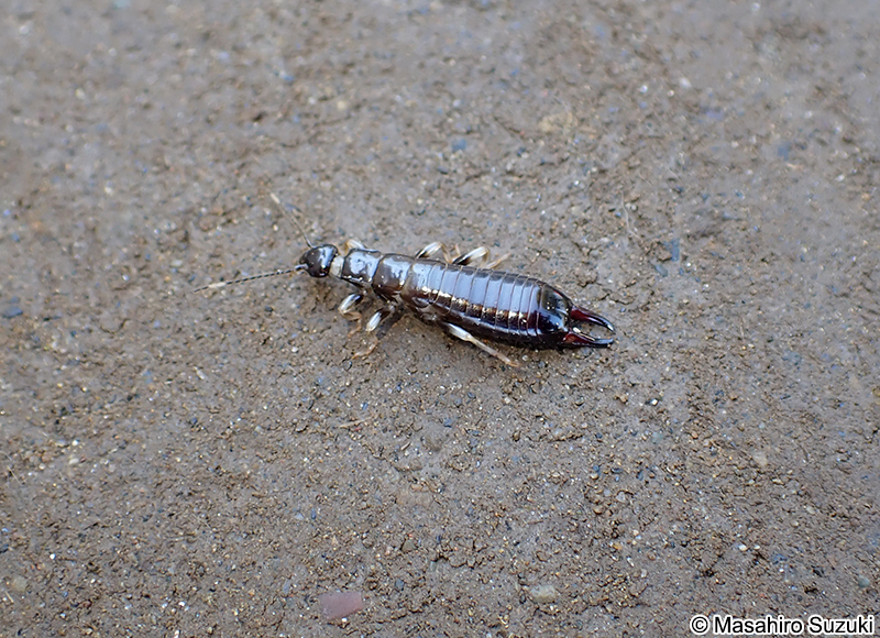 ヒゲジロハサミムシ Anisolabella marginalis