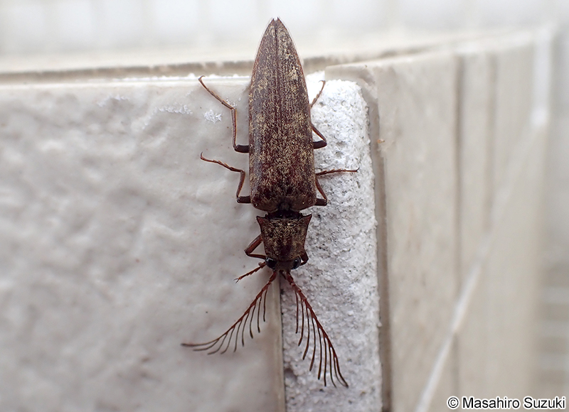 ヒゲコメツキ Pectocera fortunei