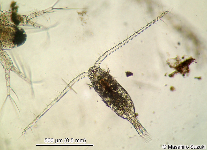ヒゲナガケンミジンコ Calanoida