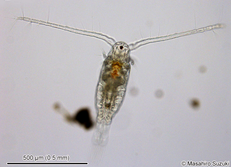 ヒゲナガケンミジンコ Calanoida