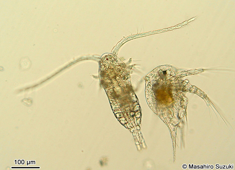 ヒゲナガケンミジンコ目の1種 Calanoida sp.