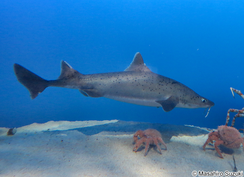 ヒゲツノザメ Cirrhigaleus barbifer