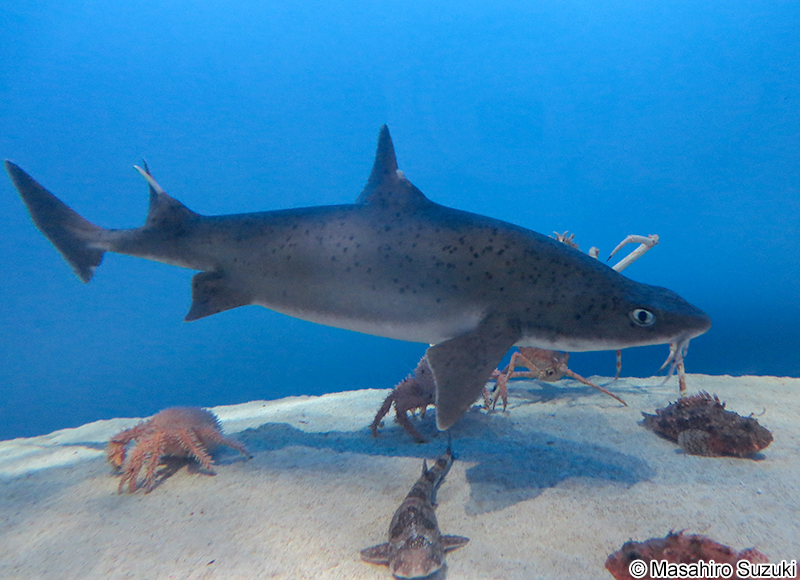 ヒゲツノザメ Cirrhigaleus barbifer