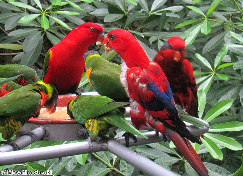 Eos bornea cyanonotha