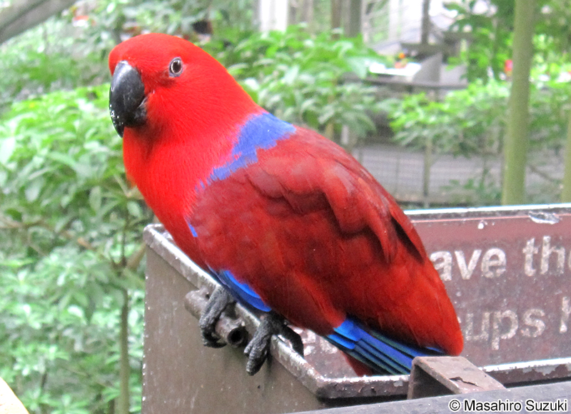 Eos bornea cyanonotha