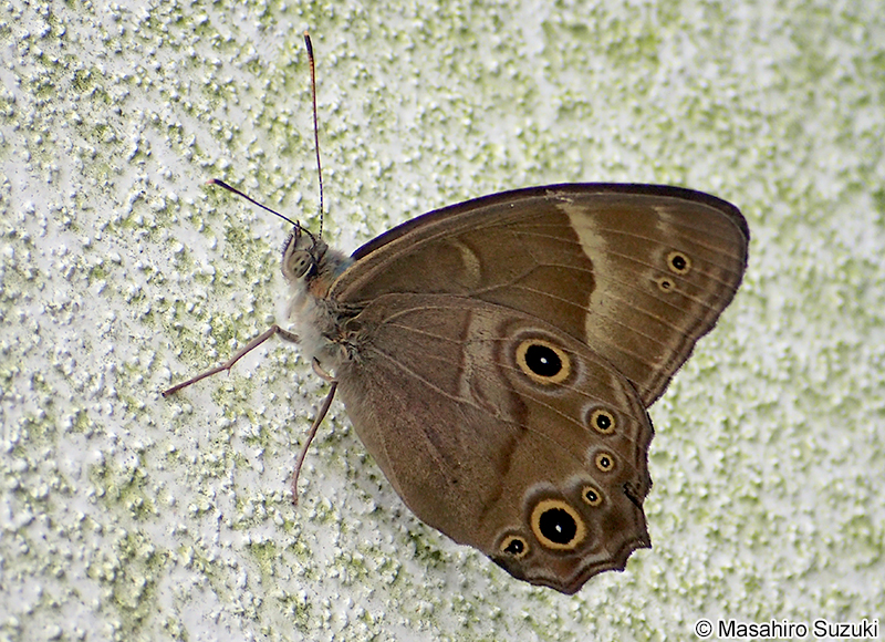 ヒカゲチョウ Lethe sicelis