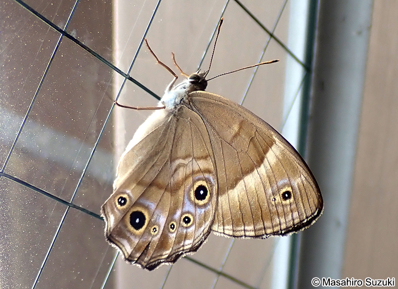 ヒカゲチョウ Lethe sicelis