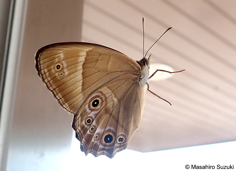 ヒカゲチョウ Lethe sicelis