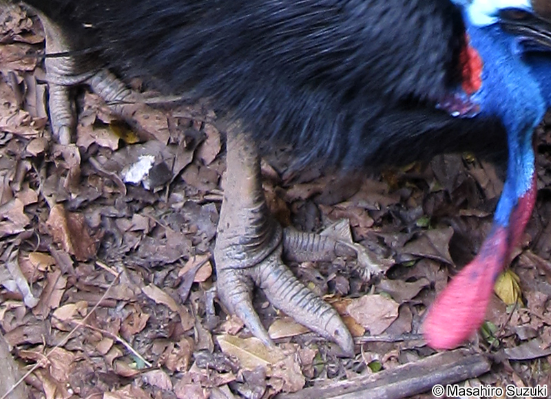 ヒクイドリ Casuarius casuarius