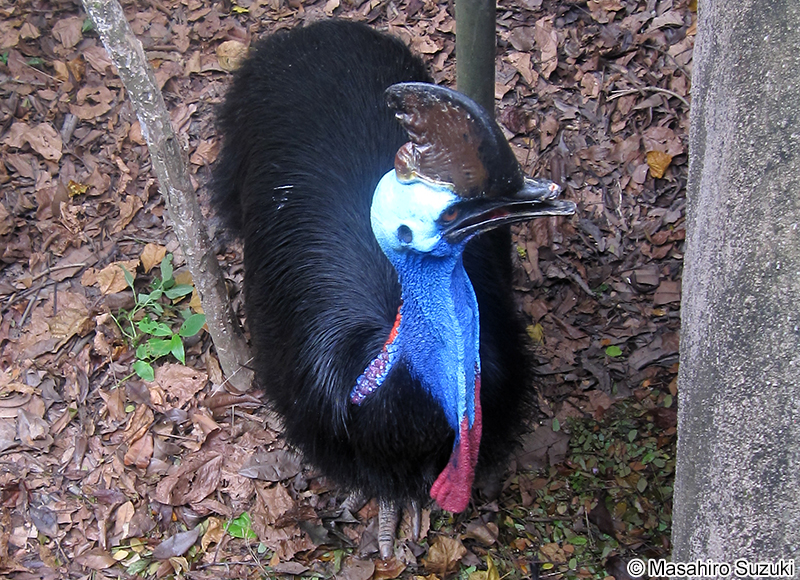 ヒクイドリ Casuarius casuarius