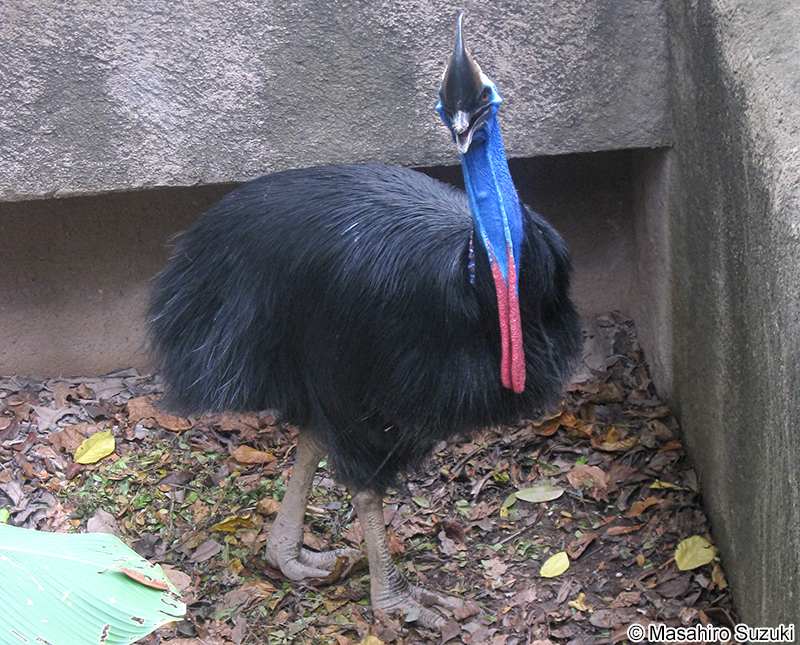 ヒクイドリ Casuarius casuarius