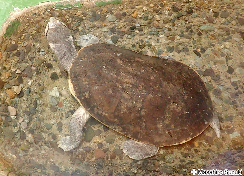 ヒラリーカエルアタマガメ Phrynops hilarii