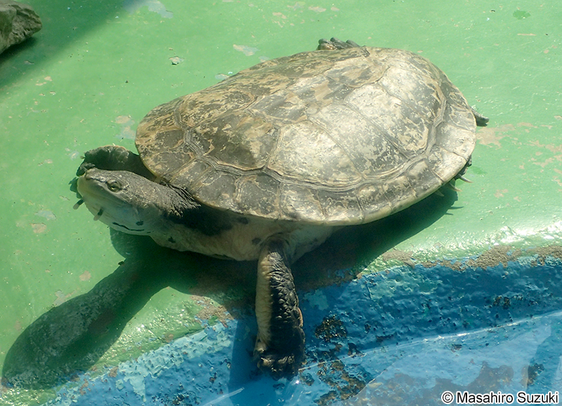 ヒラリーカエルアタマガメ Phrynops hilarii