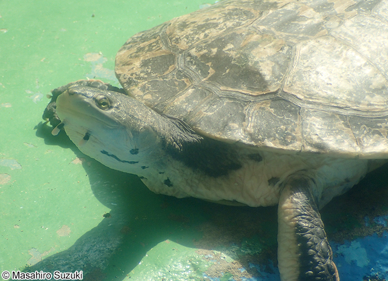 ヒラリーカエルアタマガメ Phrynops hilarii