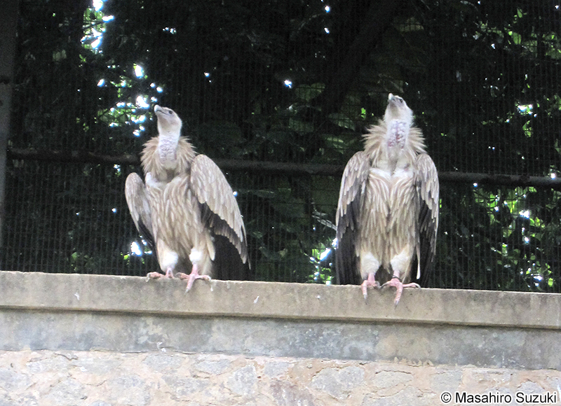 ヒマラヤハゲワシ Gyps himalayensis