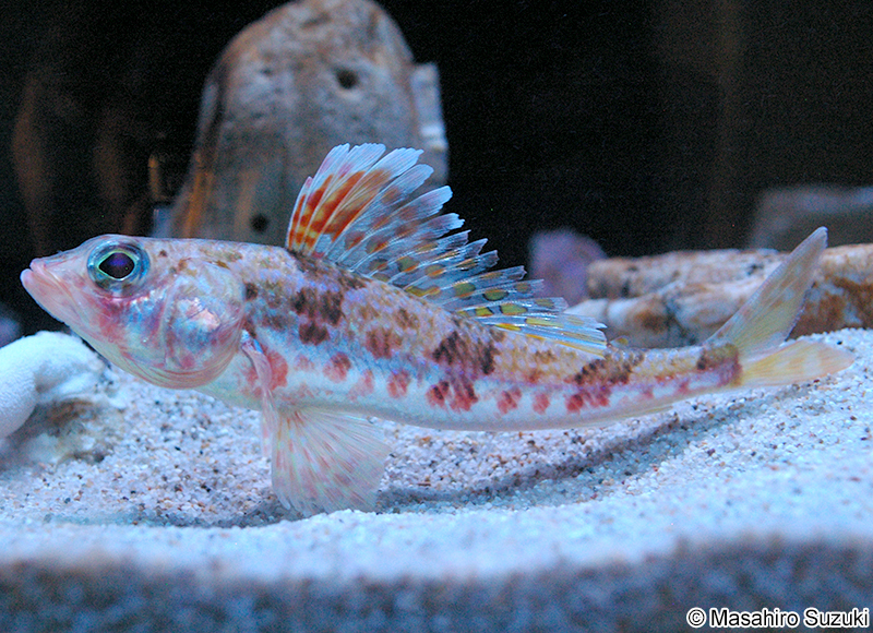 ヒメ Hime japonica