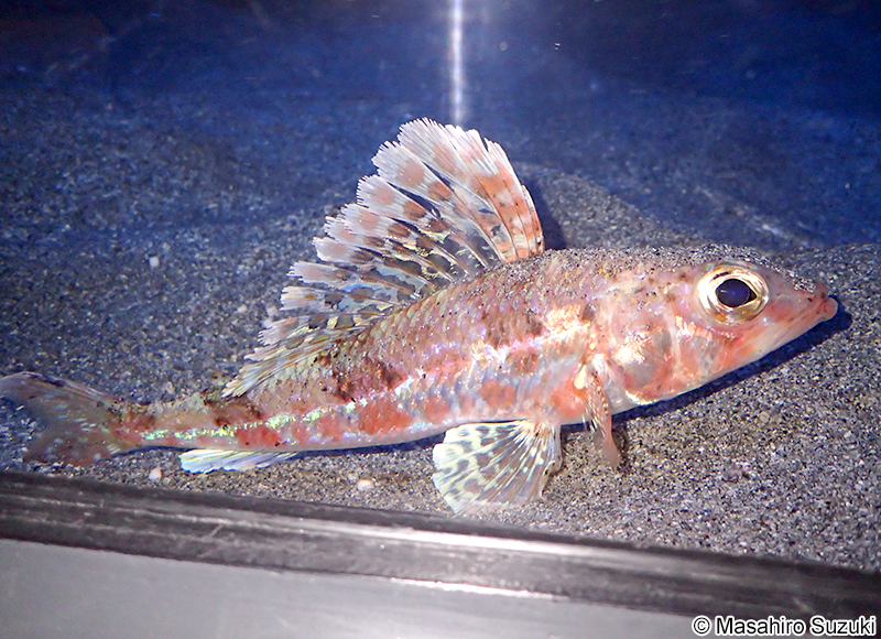 ヒメ Hime japonica