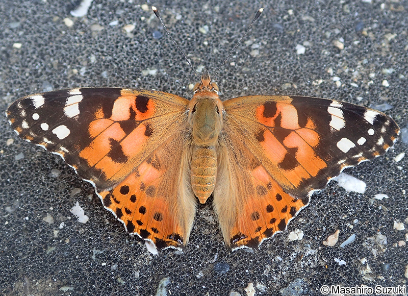 ヒメアカタテハ Vanessa cardui