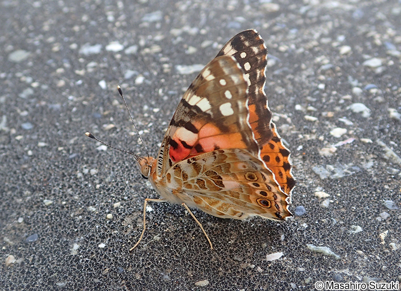 ヒメアカタテハ Vanessa cardui