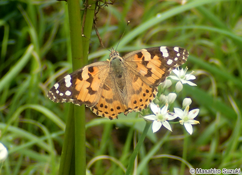 ヒメアカタテハ Vanessa cardui