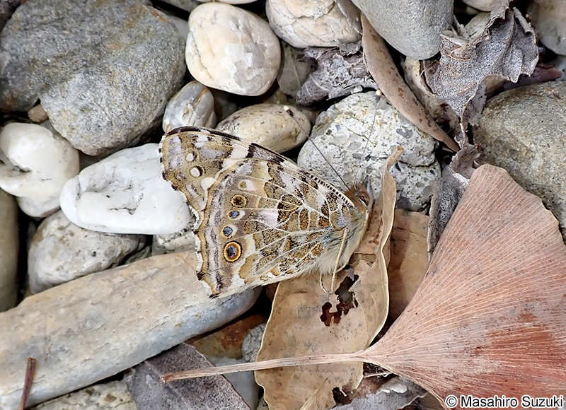 ヒメアカタテハ Vanessa cardui