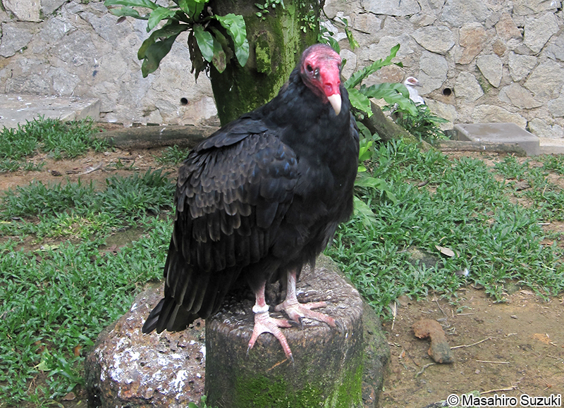 ヒメコンドル Cathartes aura