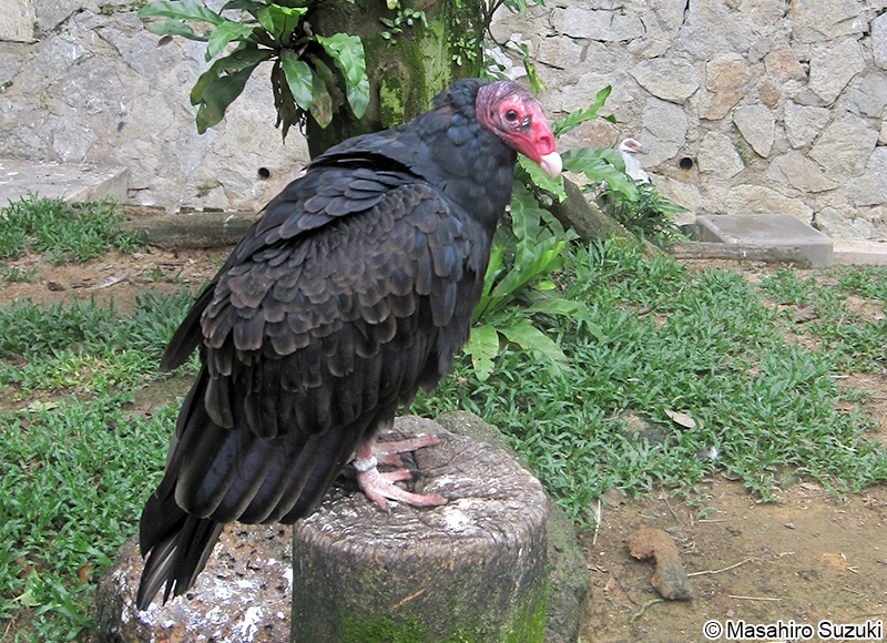 ヒメコンドル Cathartes aura