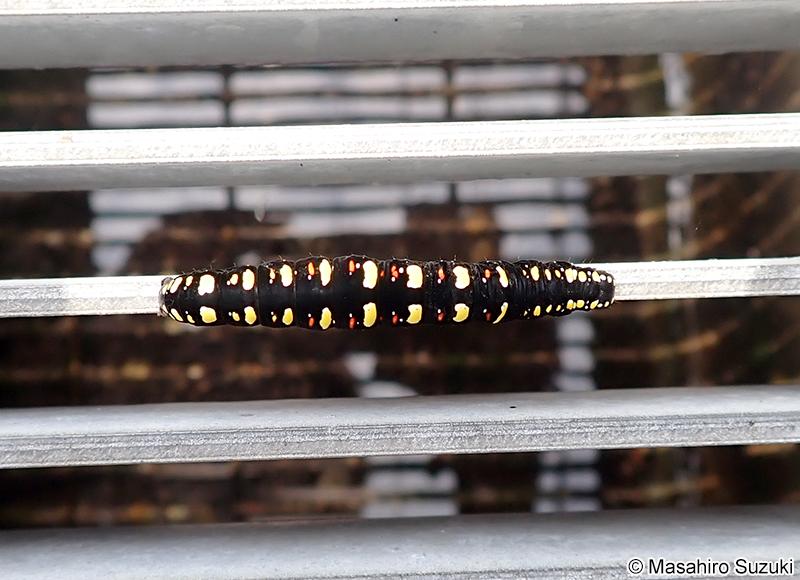 ヒメエグリバ Oraesia emarginata