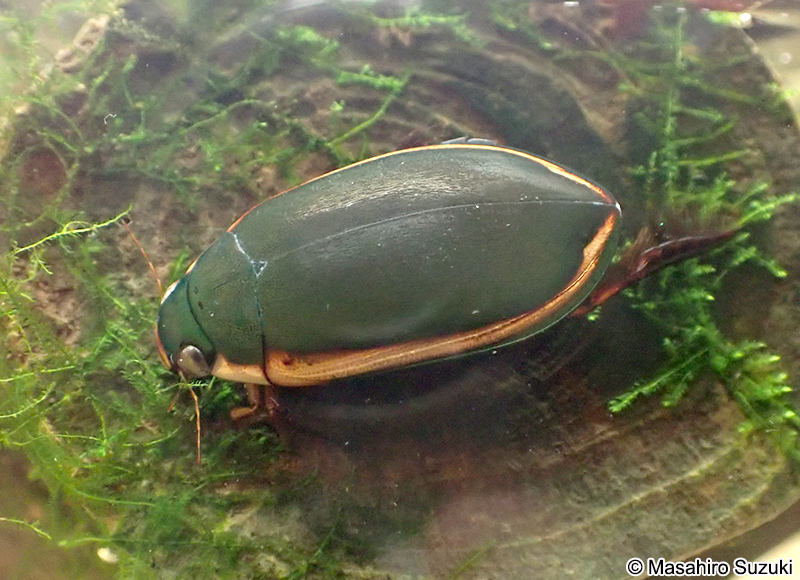 ヒメフチトリゲンゴロウ Cybister rugosus