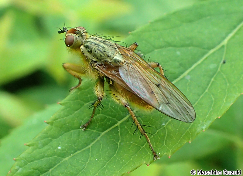 ヒメフンバエ Scathophaga stercoraria
