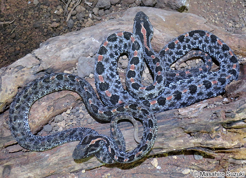 ヒメガラガラ Sistrurus miliarius