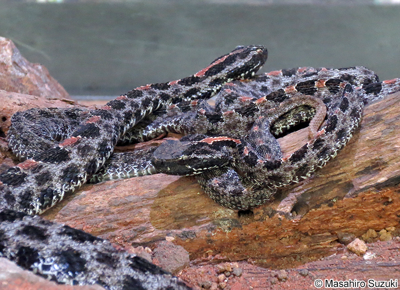 ヒメガラガラ Sistrurus miliarius