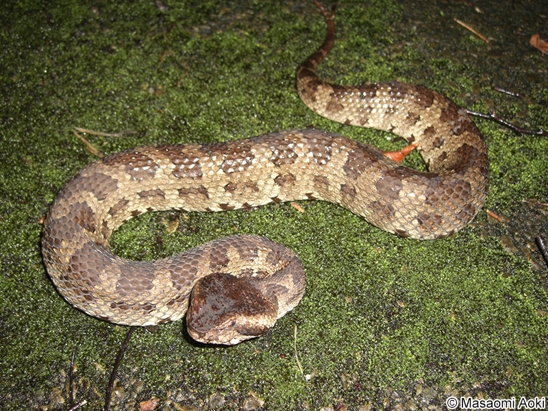 ヒメハブ Ovophis okinavensis