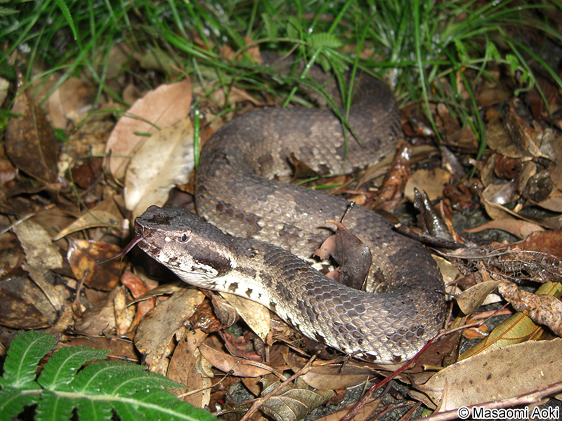 ヒメハブ Ovophis okinavensis