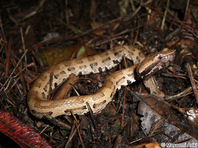 ヒメハブ Ovophis okinavensis