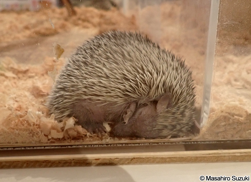 ヒメハリテンレック Echinops telfairi