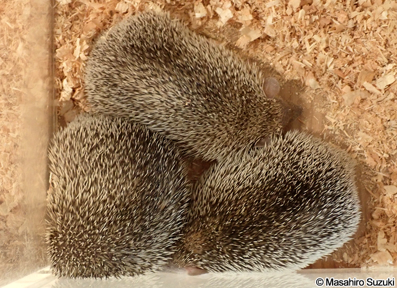 ヒメハリテンレック Echinops telfairi