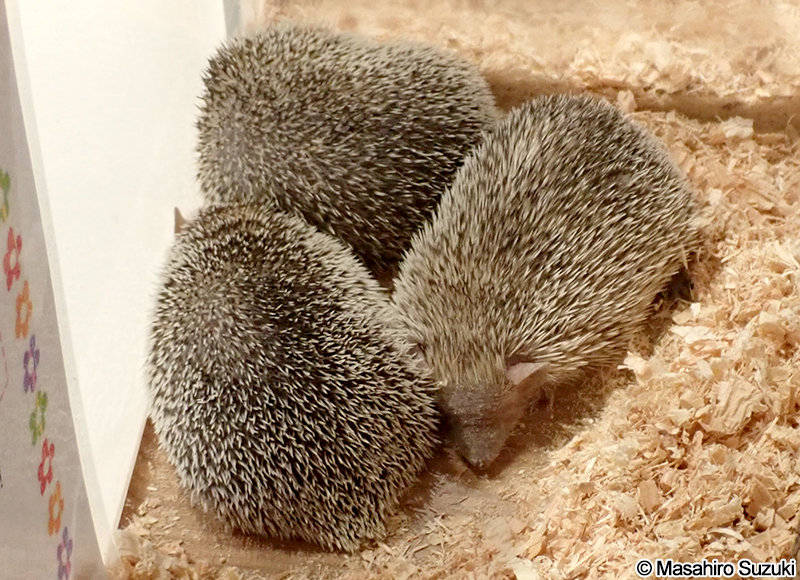 ヒメハリテンレック Echinops telfairi