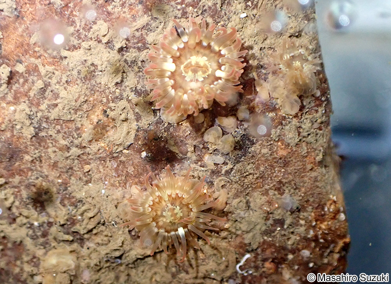 ヒメイソギンチャク Anthopleura asiatica