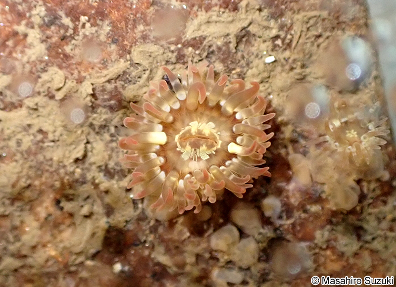 ヒメイソギンチャク Anthopleura asiatica