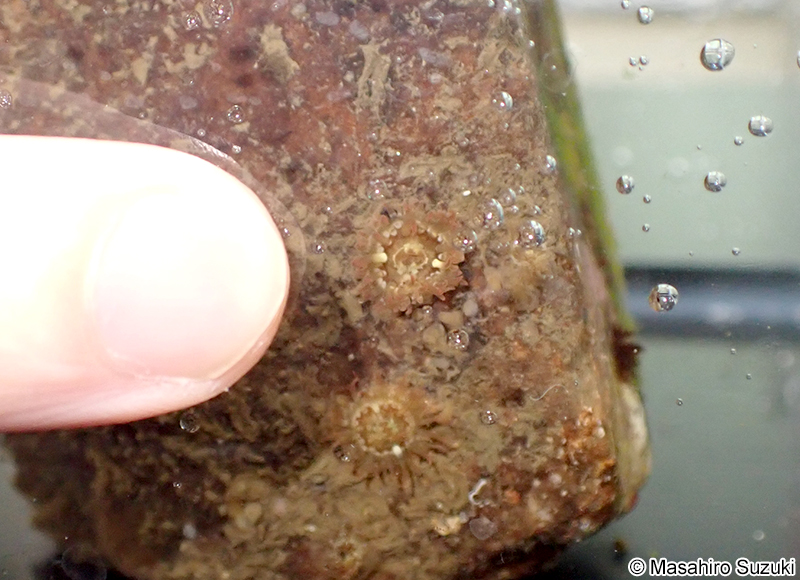 ヒメイソギンチャク Anthopleura asiatica