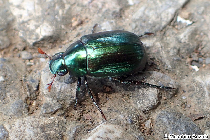 ヒメコガネ Anomala rufocuprea