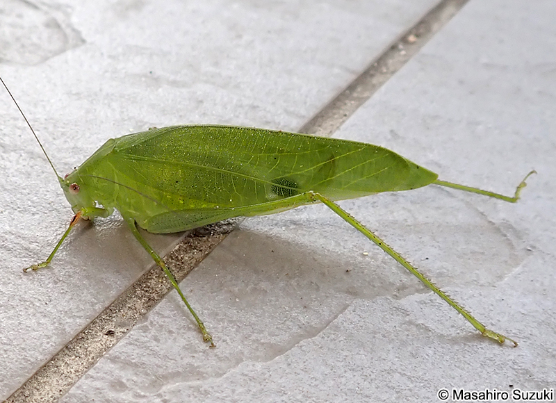 ヒメクダマキモドキ Holochlora macilenta
