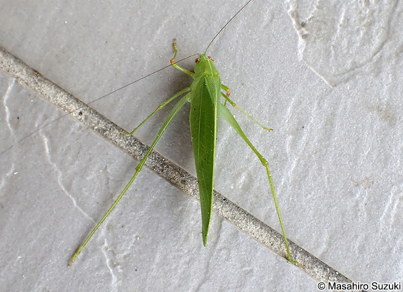 ヒメクダマキモドキ Holochlora macilenta