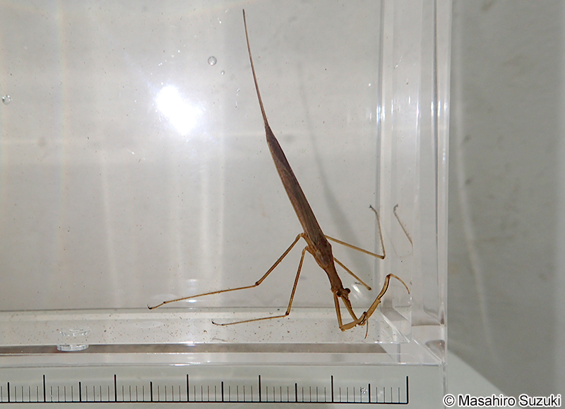 ヒメミズカマキリ Ranatra unicolor