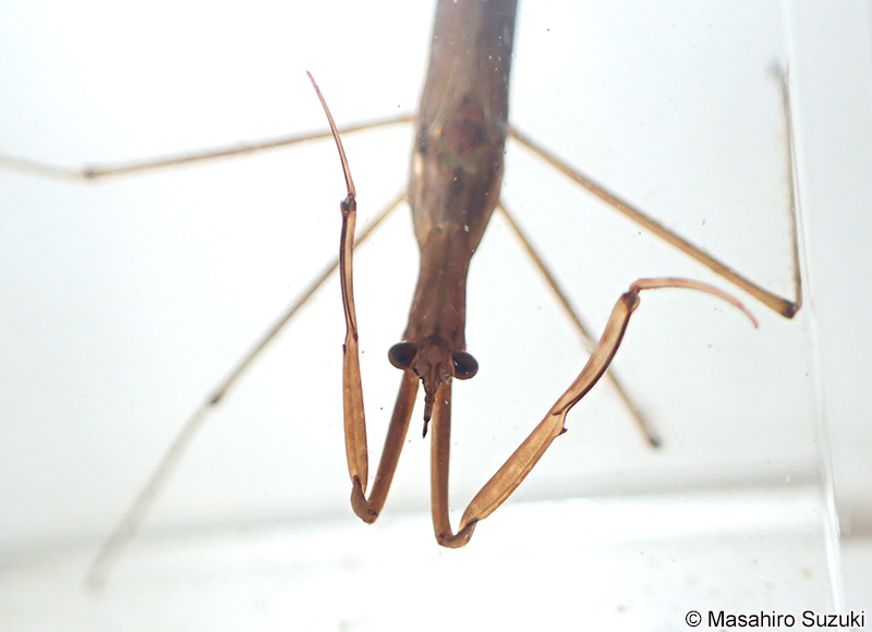 ヒメミズカマキリ Ranatra unicolor
