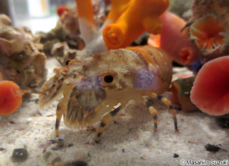 ヒメセミエビ Chelarctus cultrifer