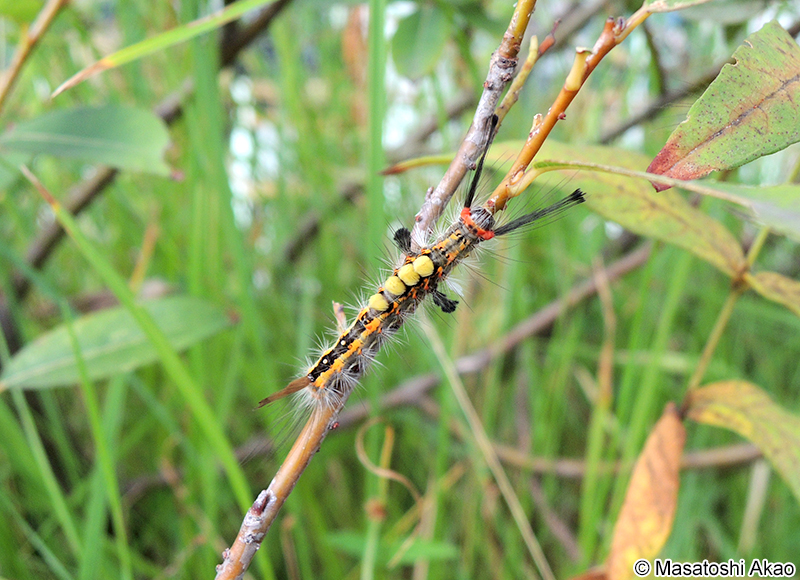 ヒメシロモンドクガ Orgyia thyellina