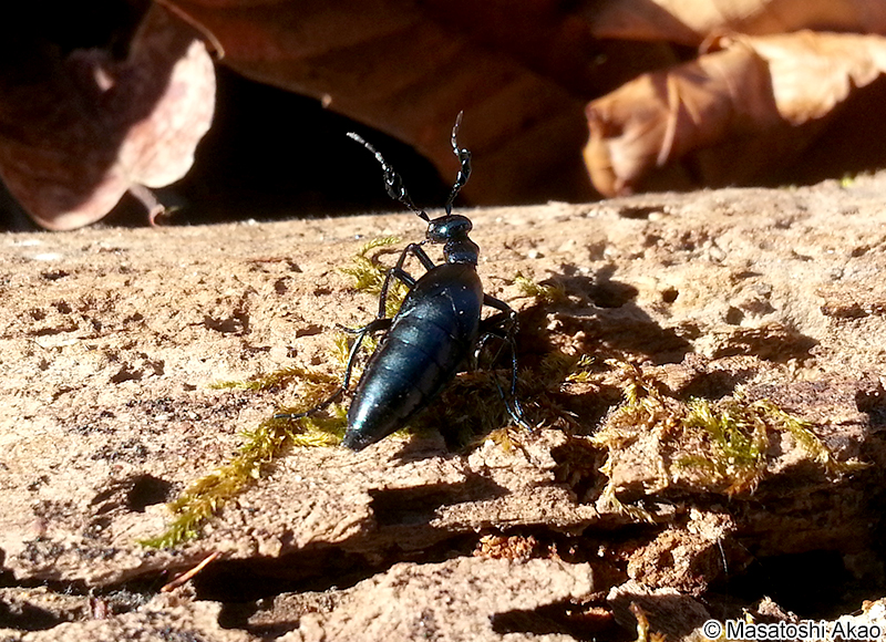 ヒメツチハンミョウ Meloe coarctatus